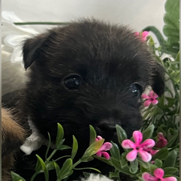 Meet your Posher, Elizabeth - Picture 5 of 16